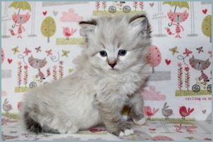 Male Siberian Kitten from Deedlebug Siberians